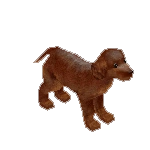 Irish Setter